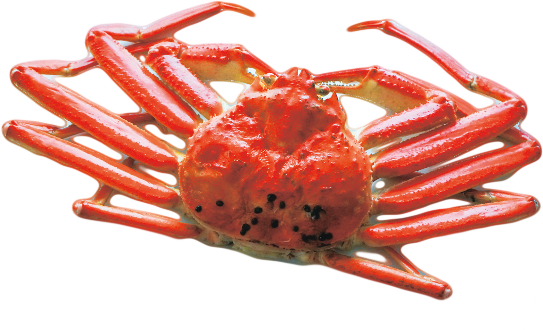 ズワイガニ背景画像